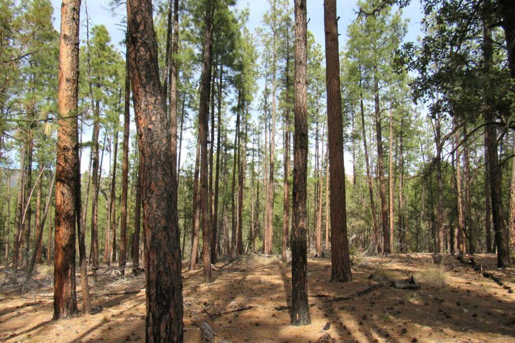 Forest Cabin 1 Hunters Blind Payson Exterior photo